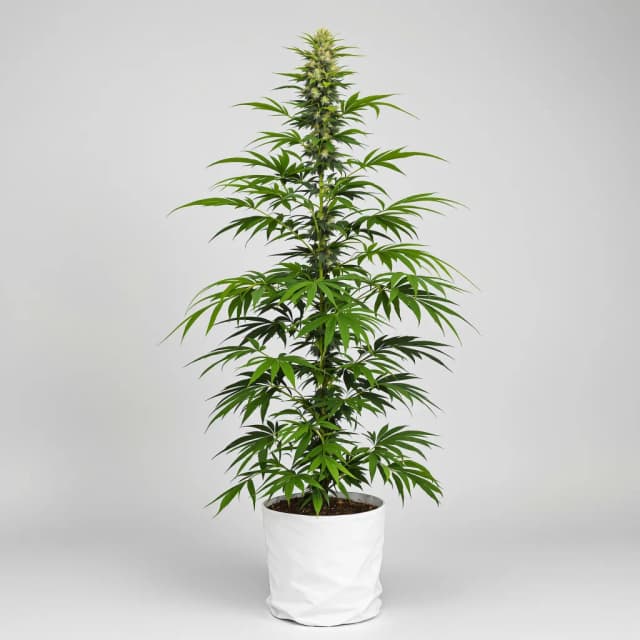 Emballage de graines de cannabis Lemon Haze — Royal King Seeds France