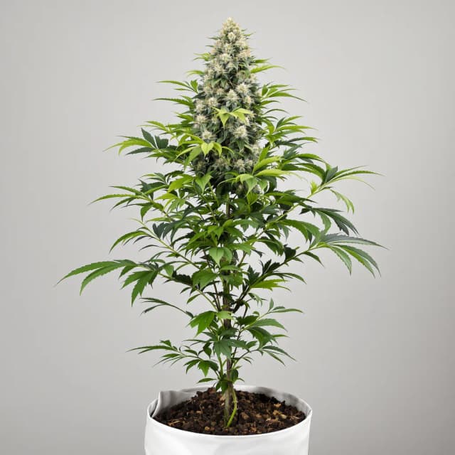 Emballage de graines de cannabis Lemon Skunk — Royal King Seeds France