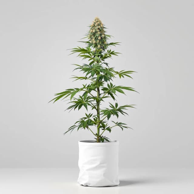 Emballage de graines de cannabis Lethal Purple — Royal King Seeds France