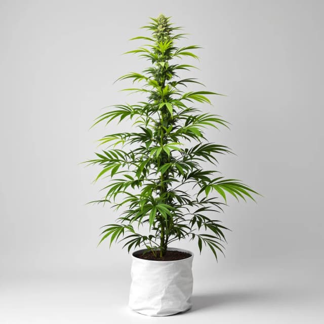 Emballage de graines de cannabis Lodi Dodi — Royal King Seeds France