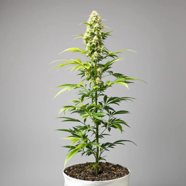 Emballage de graines de cannabis LSD — Royal King Seeds France