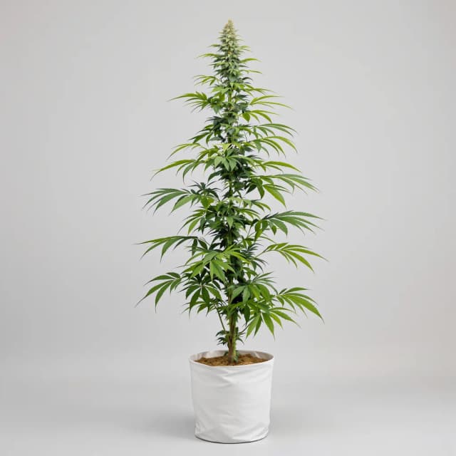 Emballage de graines de cannabis Lucid Dream — Royal King Seeds France
