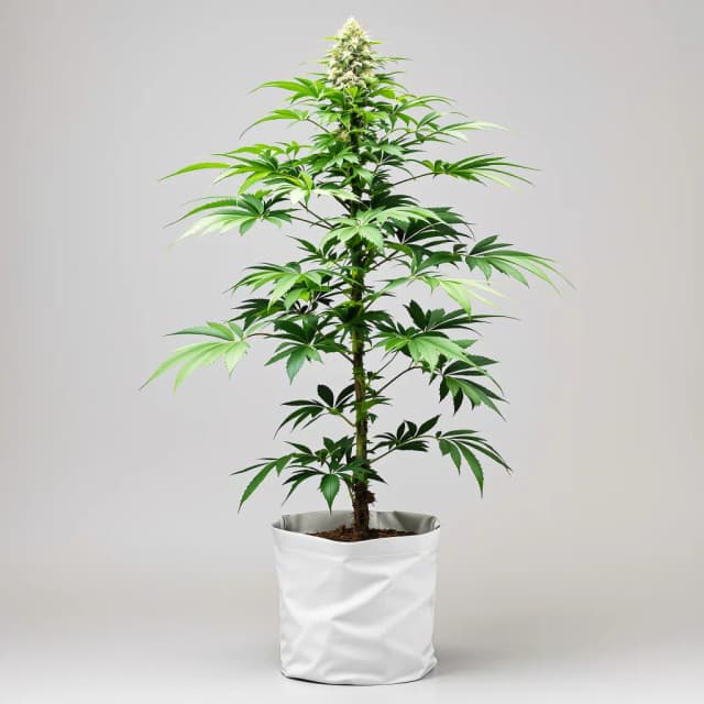 Emballage de graines de cannabis Magnum — Royal King Seeds France