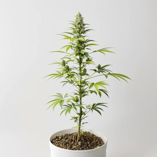 Emballage de graines de cannabis Mandarin — Royal King Seeds France