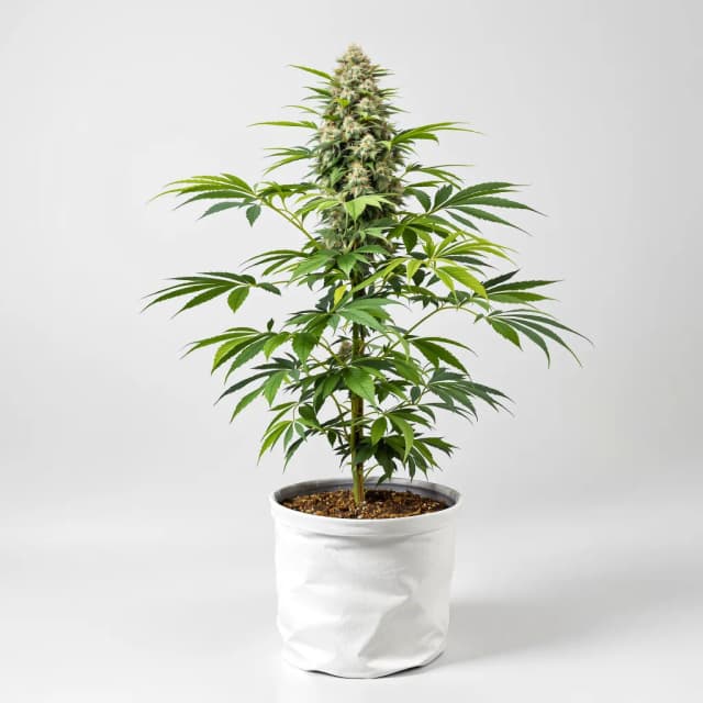 Emballage de graines de cannabis Mars OG — Royal King Seeds France