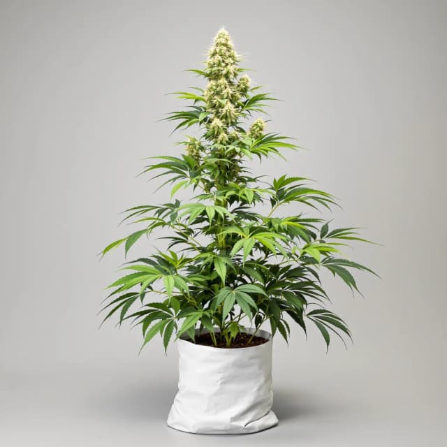 Emballage de graines de cannabis Master Jedi — Royal King Seeds France