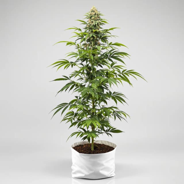 Emballage de graines de cannabis Master Yoda — Royal King Seeds France