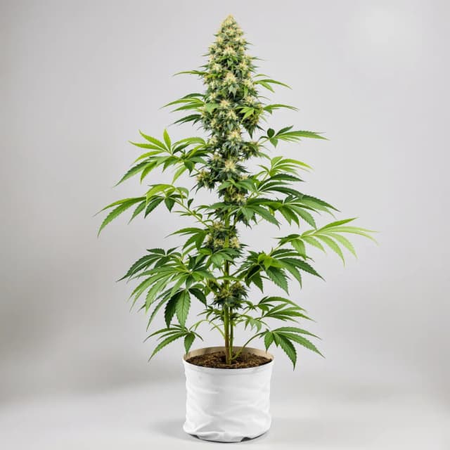 Emballage de graines de cannabis Maui Haole — Royal King Seeds France