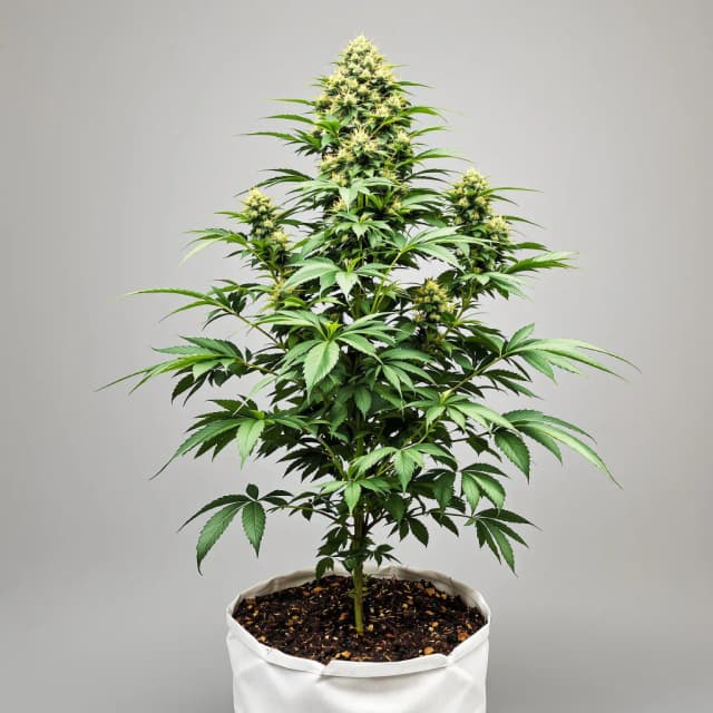 Emballage de graines de cannabis Mazar x Blueberry — Royal King Seeds France