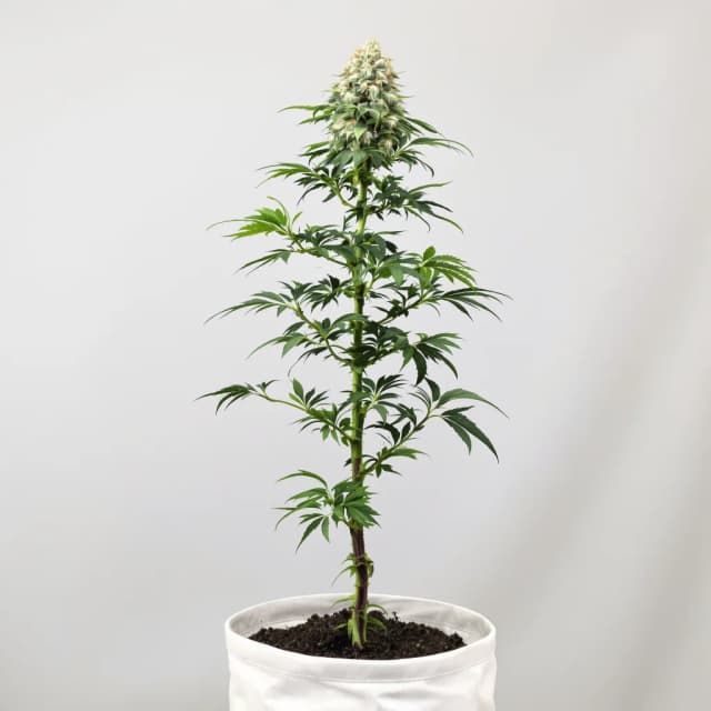 Emballage de graines de cannabis Mean Misty — Royal King Seeds France