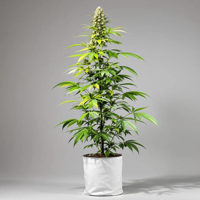 Emballage de graines de cannabis Mexican Haze — Royal King Seeds France