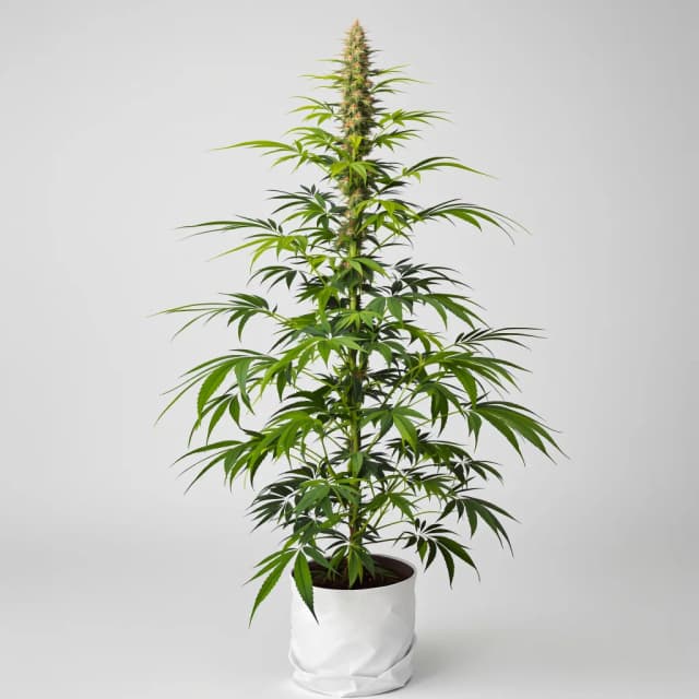 Emballage de graines de cannabis Mickey Kush — Royal King Seeds France