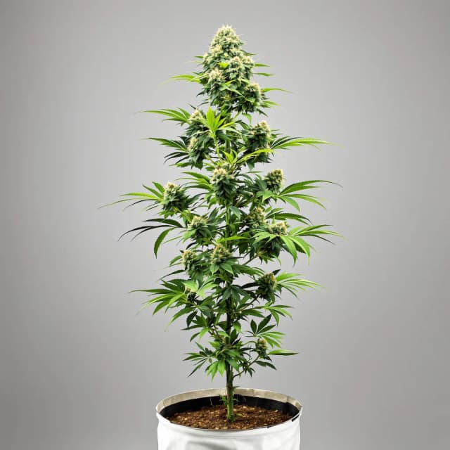Emballage de graines de cannabis Misty Kush — Royal King Seeds France
