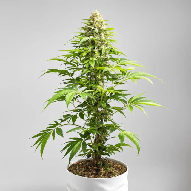 Emballage de graines de cannabis Mob Boss — Royal King Seeds France