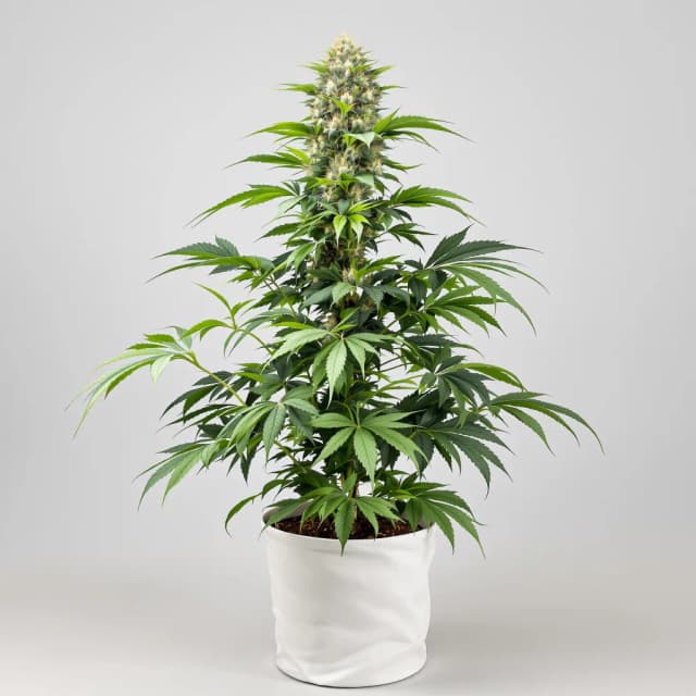 Emballage de graines de cannabis Motavation — Royal King Seeds France