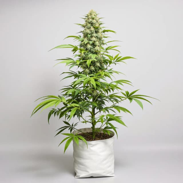 Emballage de graines de cannabis Mother’s Helper — Royal King Seeds France