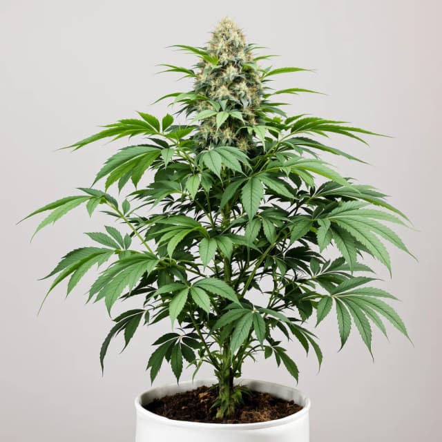 Emballage de graines de cannabis Mr. Nice — Royal King Seeds France