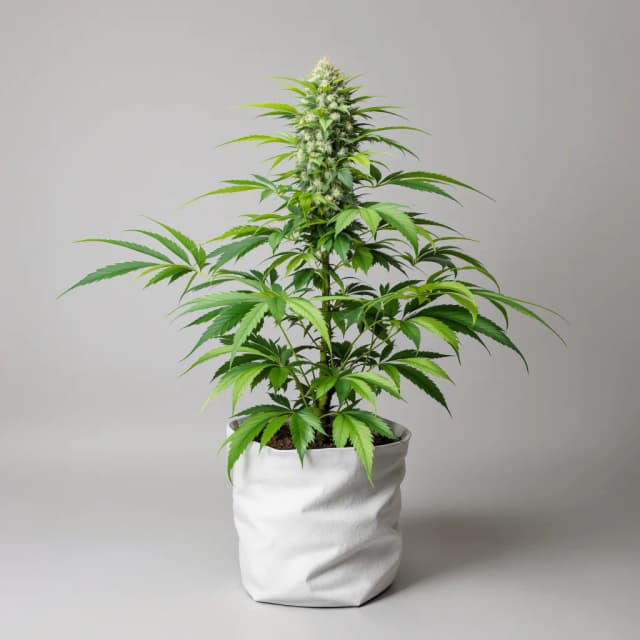 Emballage de graines de cannabis Nightcap — Royal King Seeds France