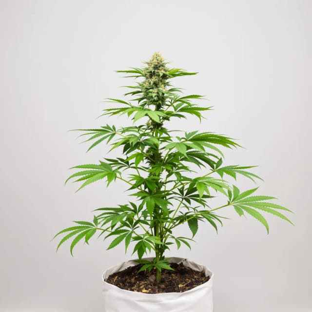 Emballage de graines de cannabis Nordle CBD — Royal King Seeds France