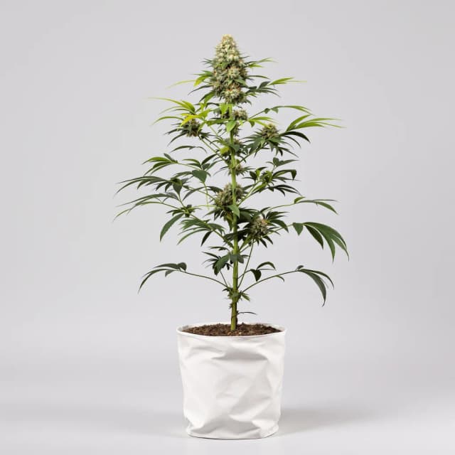 Emballage de graines de cannabis Northern Berry — Royal King Seeds France
