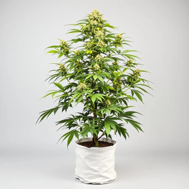 Emballage de graines de cannabis Northern Cream — Royal King Seeds France