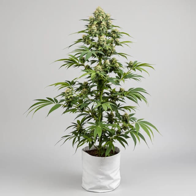 Emballage de graines de cannabis Nuclear Cookies — Royal King Seeds France
