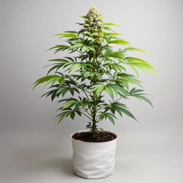 Emballage de graines de cannabis Nuken — Royal King Seeds France