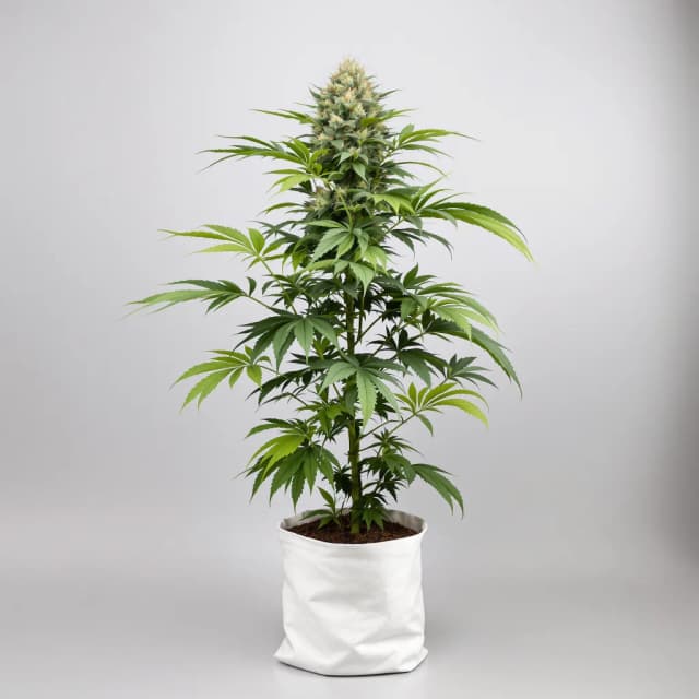 Emballage de graines de cannabis Nutter — Royal King Seeds France
