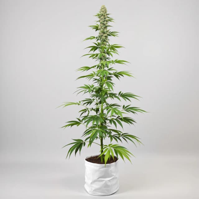 Emballage de graines de cannabis NY-47 — Royal King Seeds France