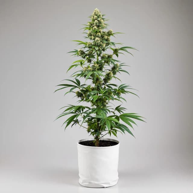 Emballage de graines de cannabis OG Diesel Kush — Royal King Seeds France