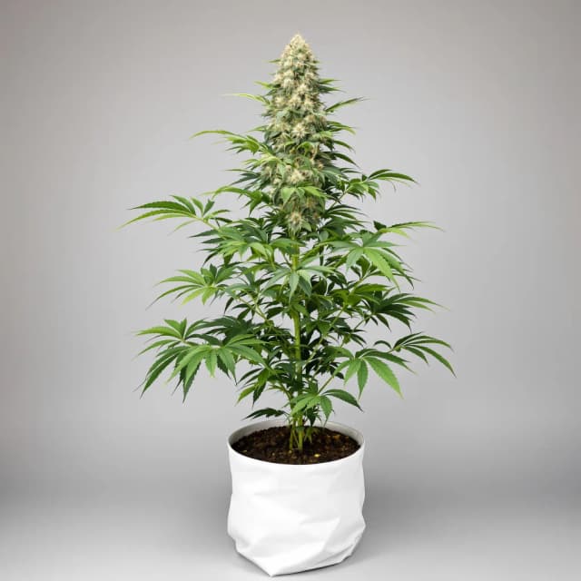 Emballage de graines de cannabis OG Kush — Royal King Seeds France
