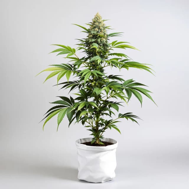 Emballage de graines de cannabis Opal OG Kush — Royal King Seeds France
