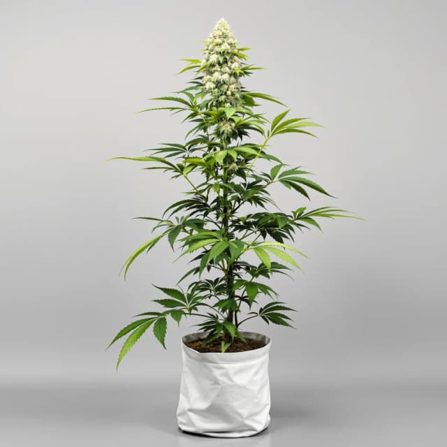 Emballage de graines de cannabis Opium — Royal King Seeds France