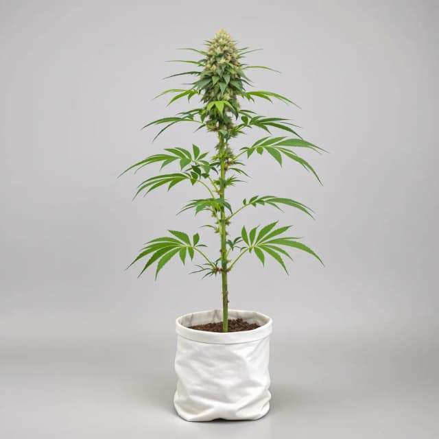 Emballage de graines de cannabis Orange Bud — Royal King Seeds France