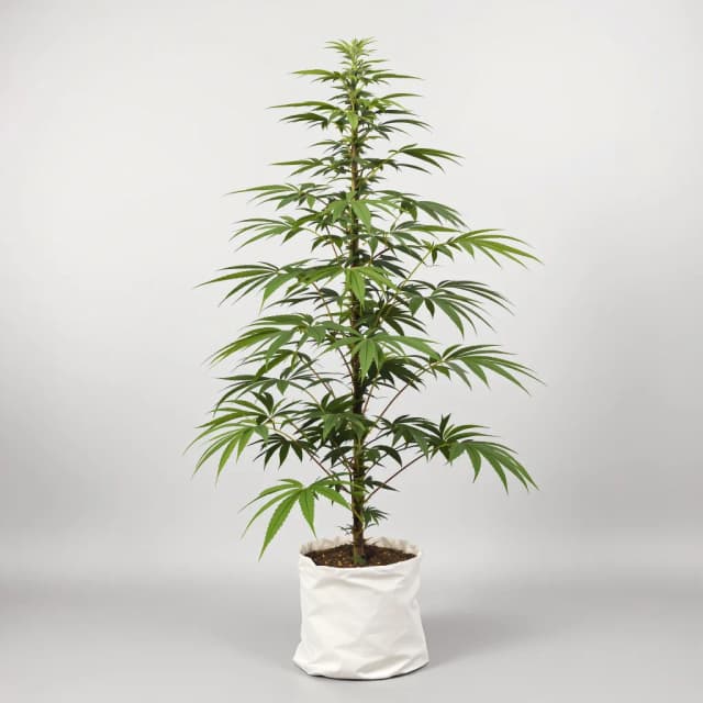 Emballage de graines de cannabis Orange Crush — Royal King Seeds France
