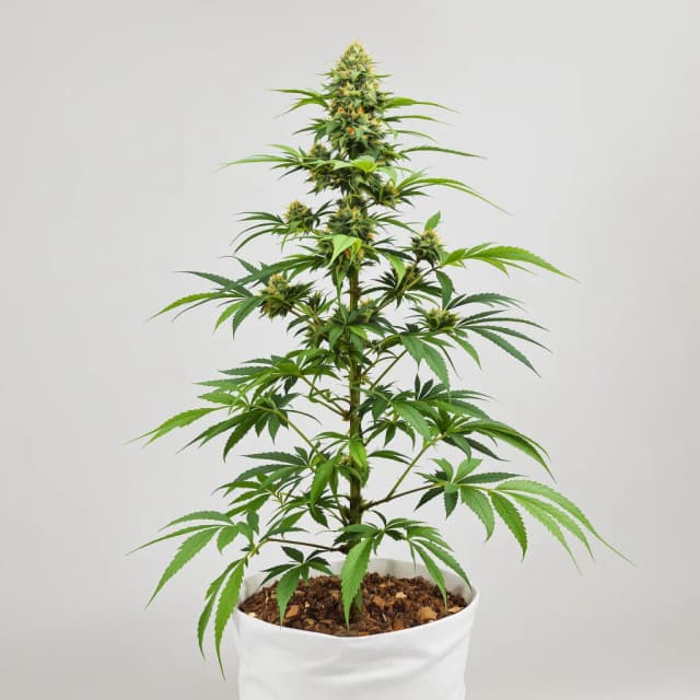 Emballage de graines de cannabis Orange Haze — Royal King Seeds France