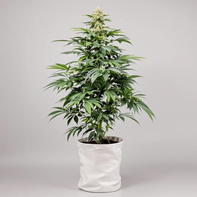 Emballage de graines de cannabis Pacific Blue — Royal King Seeds France