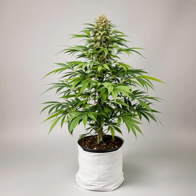 Emballage de graines de cannabis Pakistan Valley Kush — Royal King Seeds France