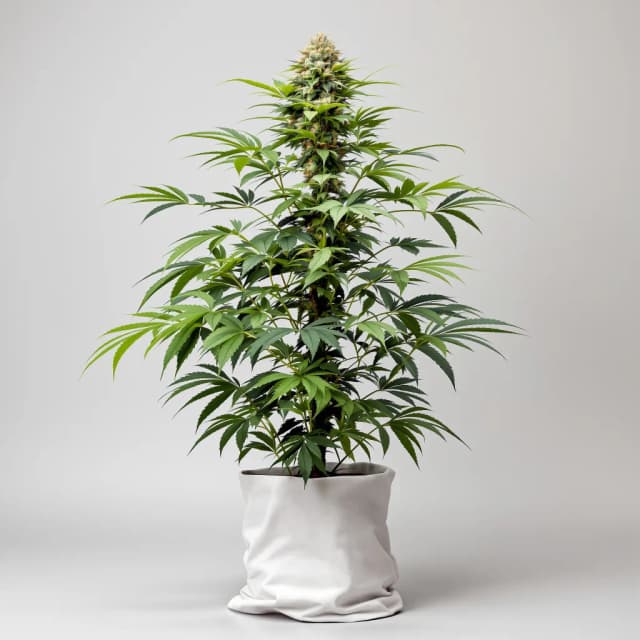 Emballage de graines de cannabis Pakistani Chitral Kush — Royal King Seeds France