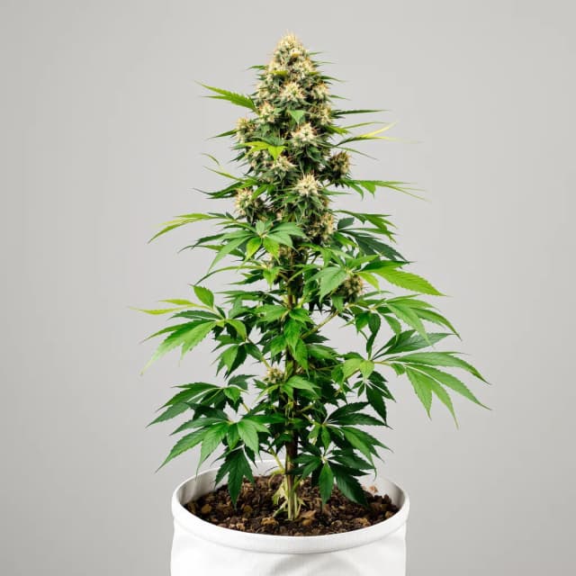 Emballage de graines de cannabis Phantom Cookies — Royal King Seeds France