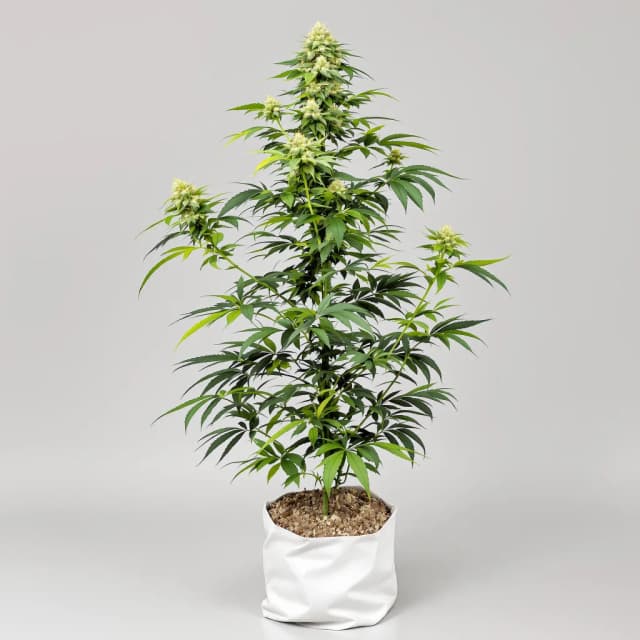 Emballage de graines de cannabis Pineapple — Royal King Seeds France