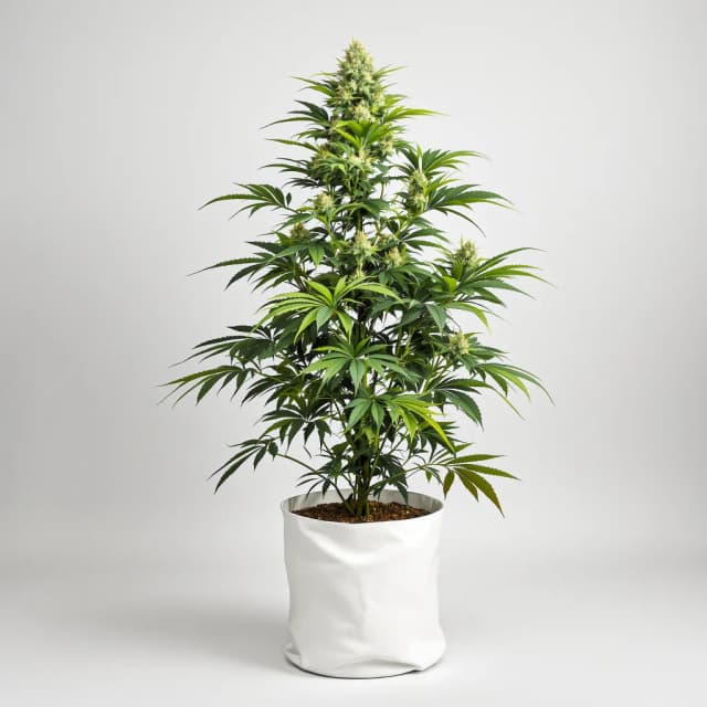 Emballage de graines de cannabis Pineapple Kush — Royal King Seeds France