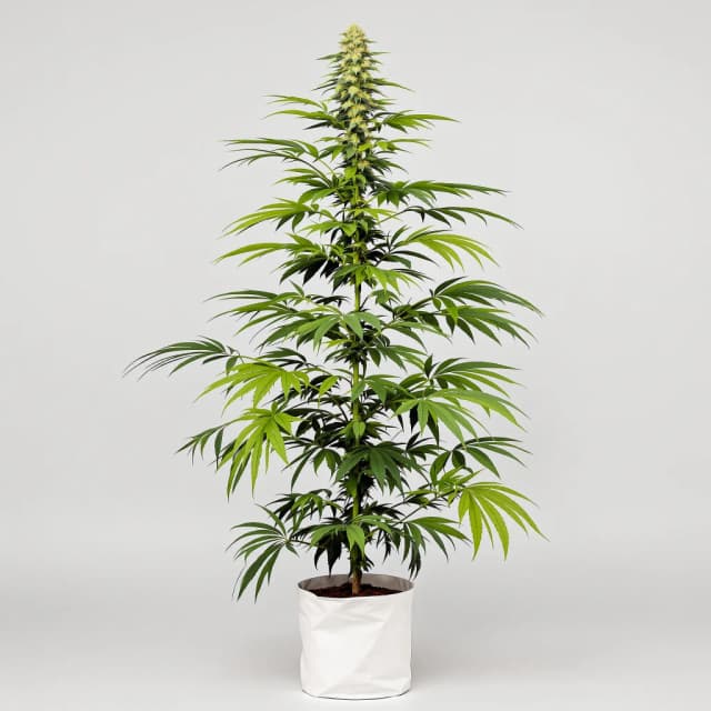 Emballage de graines de cannabis Pineapple Mayhem — Royal King Seeds France