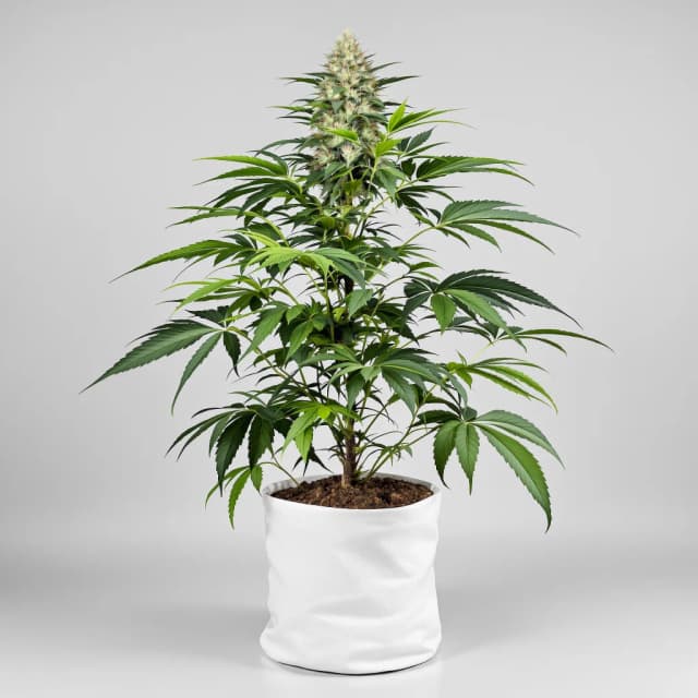 Emballage de graines de cannabis Platinum Bubba — Royal King Seeds France