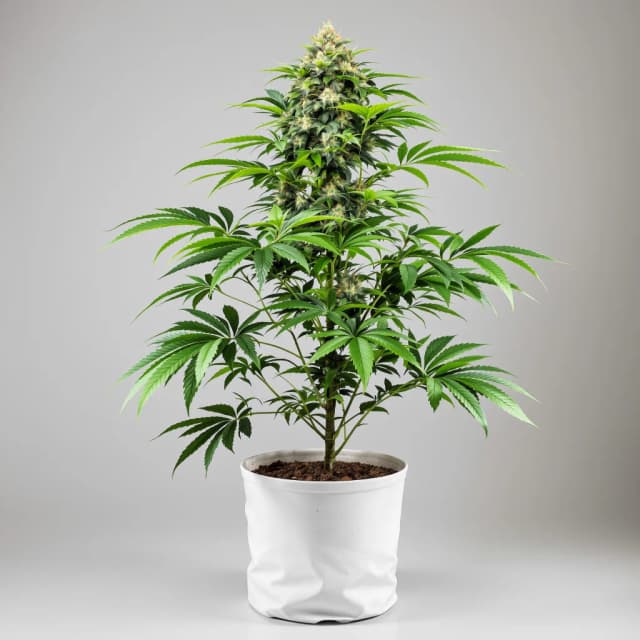 Emballage de graines de cannabis Platinum Kush — Royal King Seeds France