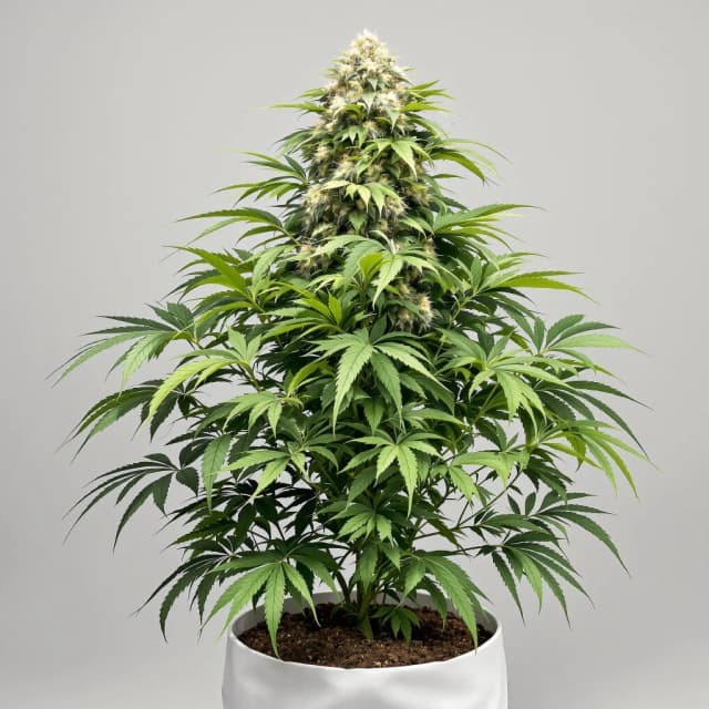 Emballage de graines de cannabis Popcorn Kush — Royal King Seeds France