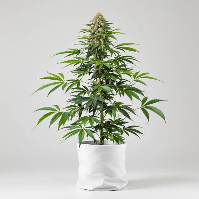 Emballage de graines de cannabis Pre-98 Bubba Kush — Royal King Seeds France