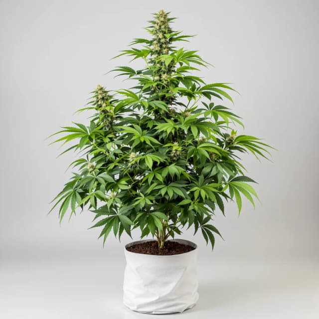 Emballage de graines de cannabis Presidential OG — Royal King Seeds France