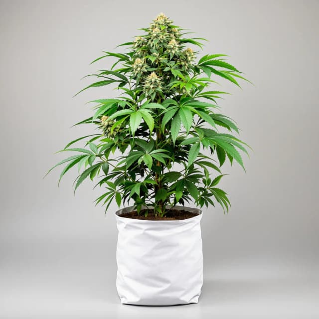 Emballage de graines de cannabis Pure Indica — Royal King Seeds France