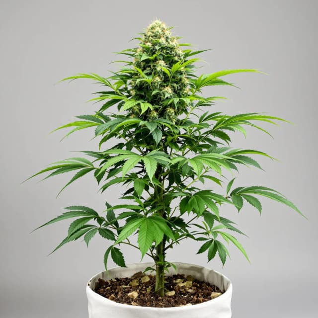 Emballage de graines de cannabis Pure Kush — Royal King Seeds France